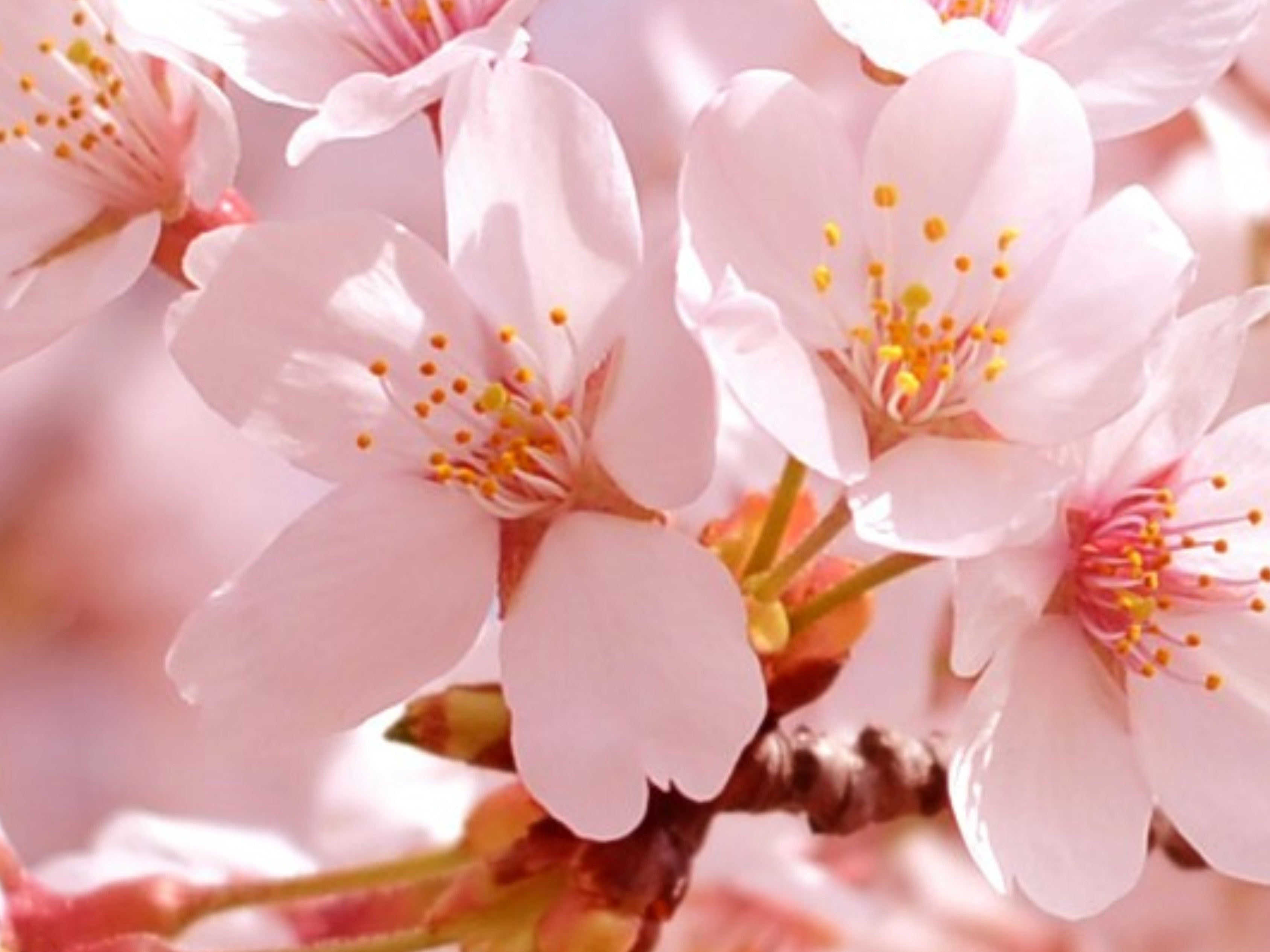 Cherry Blossom 🌸