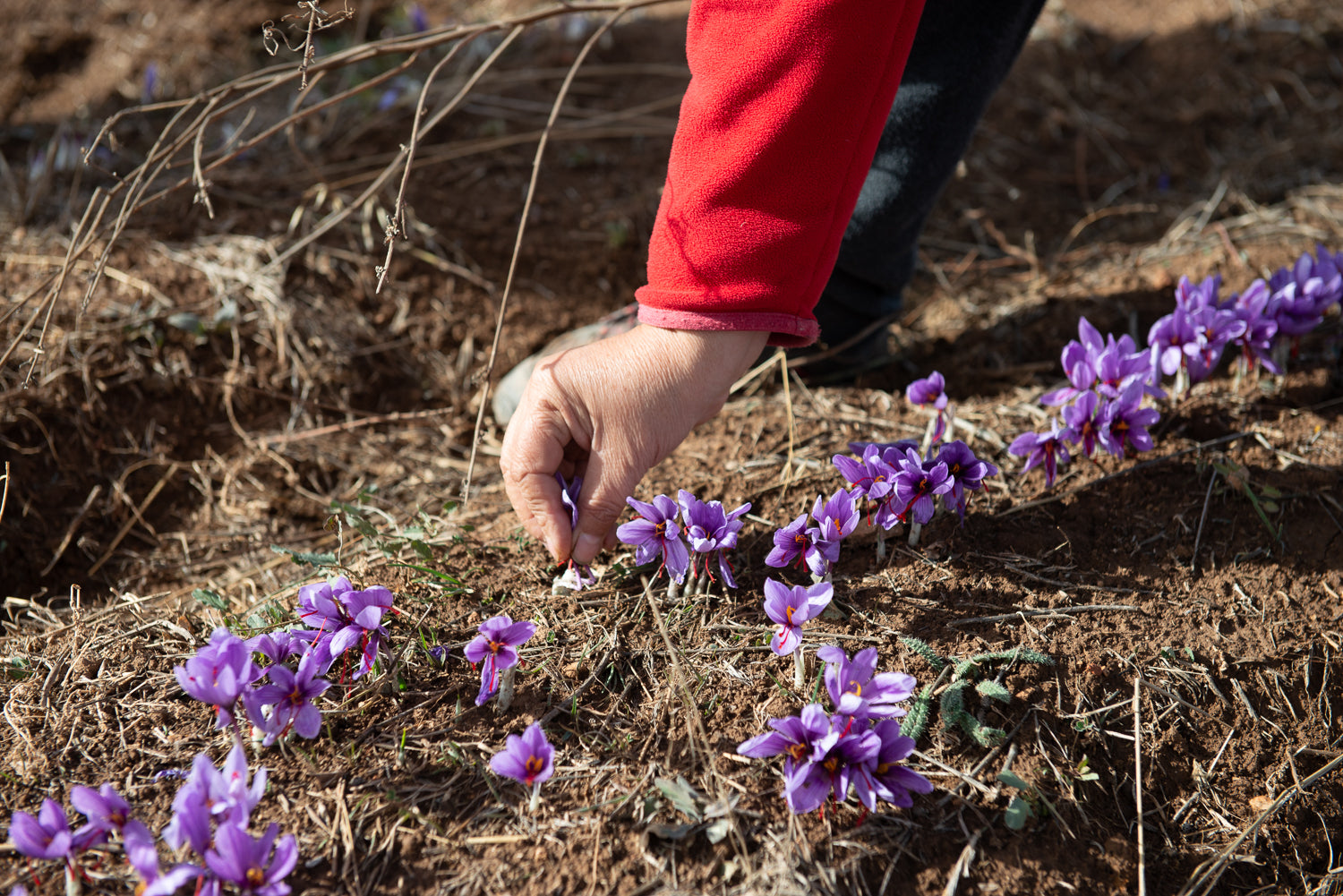 Saffron Farmers