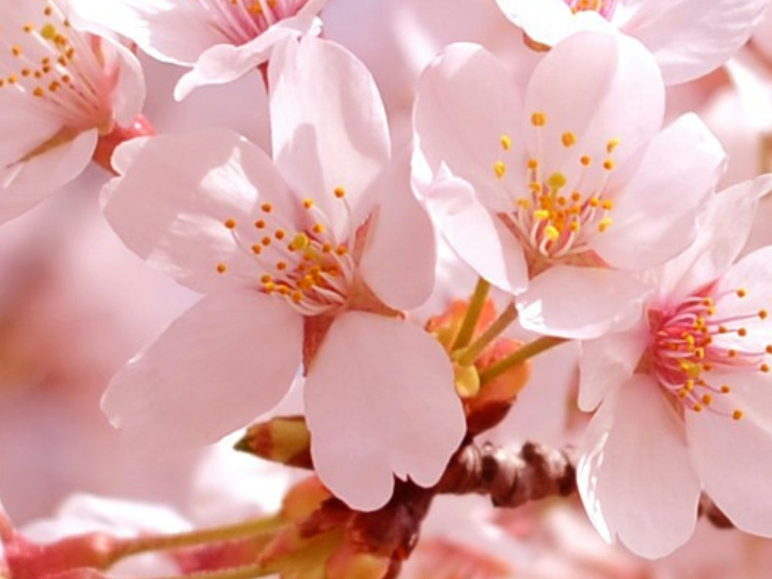 Cherry Blossom 🌸